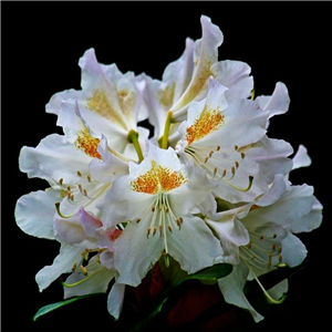Rhododendron Mrs T.h.lowinsky